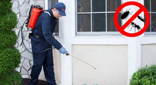 Ardeşen Bit İlaçlama böcek ilaçlama ve haşere kontrolü — ilaclama-tr.com